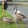 Schwan Bilder 2022 Oktober Juessee Herzberg am Harz