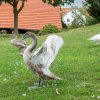 Schwan Bilder 2022 Oktober Juessee Herzberg am Harz