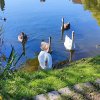 Schwan Bilder 2022 Oktober Juessee Herzberg am Harz