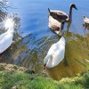 Schwan Bilder 2022 Oktober Juessee Herzberg am Harz