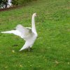 Schwan Bilder 2022 Oktober Juessee Herzberg am Harz