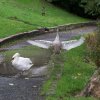 Schwan Bilder 2022 Oktober Juessee Herzberg am Harz