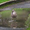 Schwan Bilder 2022 Oktober Juessee Herzberg am Harz