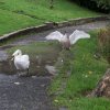 Schwan Bilder 2022 Oktober Juessee Herzberg am Harz