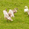 Schwan Bilder 2022 Oktober Juessee Herzberg am Harz