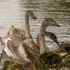 Schwan Bilder 2022 Oktober Juessee Herzberg am Harz