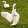 Schwan Bilder 2022 Oktober Juessee Herzberg am Harz