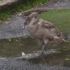 Schwan Bilder 2022 Oktober Juessee Herzberg am Harz