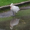 Schwan Bilder 2022 Oktober Juessee Herzberg am Harz