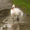 Schwan Bilder 2022 Oktober Juessee Herzberg am Harz