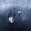 Schwan Bilder 2022 Oktober Juessee Herzberg am Harz