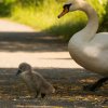 Schwanenfamilie 12.06.2022 noch komplett. Leider am 13.06 ein Küken verschwunden. Wir wissen nicht was passiert ist und sind sehr traurig