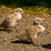 Schwanenfamilie 12.06.2022 noch komplett. Leider am 13.06 ein Küken verschwunden. Wir wissen nicht was passiert ist und sind sehr traurig