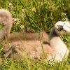 Schwanenfamilie 12.06.2022 noch komplett. Leider am 13.06 ein Küken verschwunden. Wir wissen nicht was passiert ist und sind sehr traurig