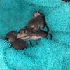 Neuzugang 4 kleine Siebenschläfer