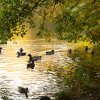 Teichbewohner Indien Summer Herbst Juessee Herzberg am Harz Foto@Sühs Oktober 2021