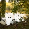 Teichbewohner Indien Summer Herbst Juessee Herzberg am Harz Foto@Sühs Oktober 2021