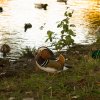 Teichbewohner Indien Summer Herbst Juessee Herzberg am Harz Foto@Sühs Oktober 2021