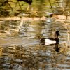 Teichbewohner Indien Summer Herbst Juessee Herzberg am Harz Foto@Sühs Oktober 2021