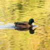 Teichbewohner Indien Summer Herbst Juessee Herzberg am Harz Foto@Sühs Oktober 2021