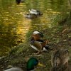 Teichbewohner Indien Summer Herbst Juessee Herzberg am Harz Foto@Sühs Oktober 2021